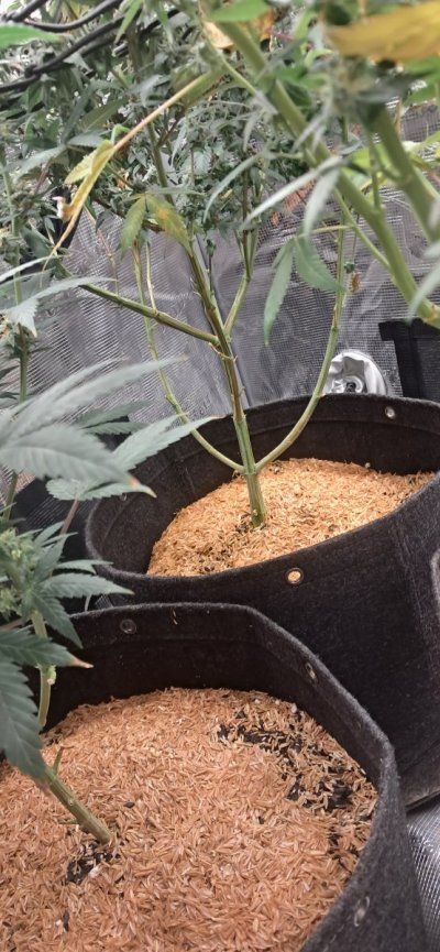 Canna grows with Spider Farmer, come to scope out products and see some ganja plants ✌️