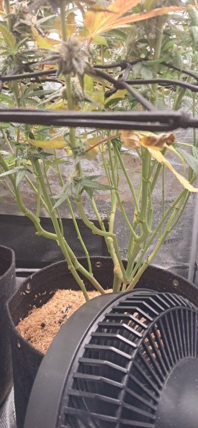 Canna grows with Spider Farmer, come to scope out products and see some ganja plants ✌️
