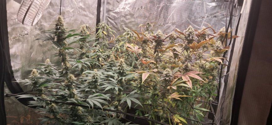 Canna grows with Spider Farmer, come to scope out products and see some ganja plants ✌️