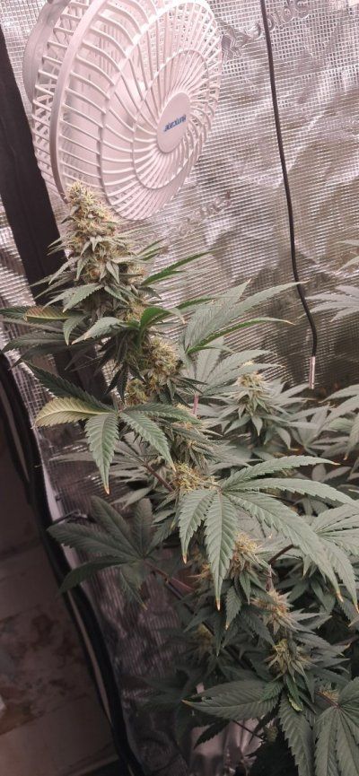 Canna grows with Spider Farmer, come to scope out products and see some ganja plants ✌️