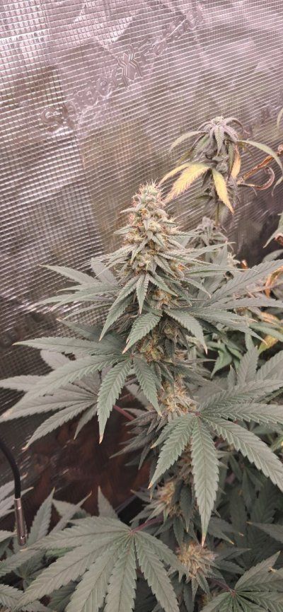 Canna grows with Spider Farmer, come to scope out products and see some ganja plants ✌️