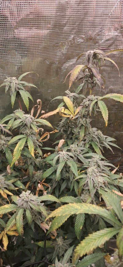 Canna grows with Spider Farmer, come to scope out products and see some ganja plants ✌️