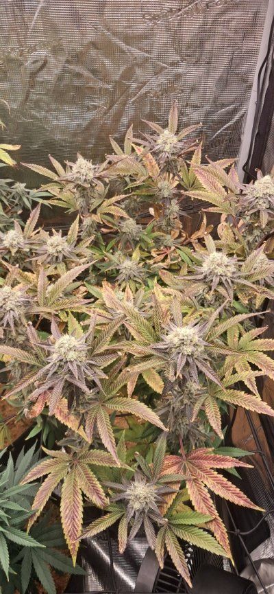Canna grows with Spider Farmer, come to scope out products and see some ganja plants ✌️