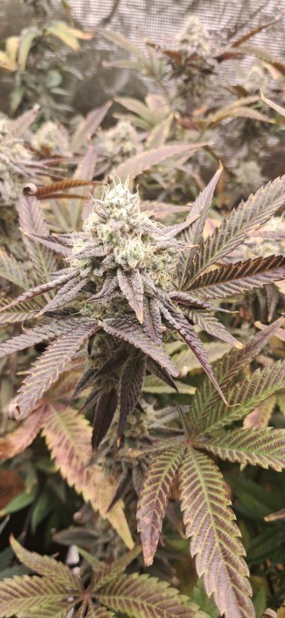 Canna grows with Spider Farmer, come to scope out products and see some ganja plants ✌️