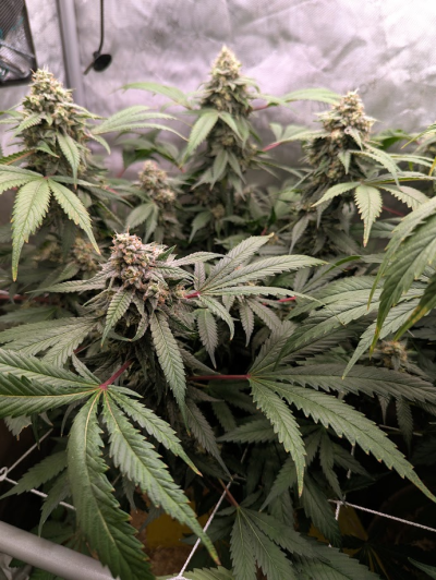 Week4Bytch ..The Cannabis Karen