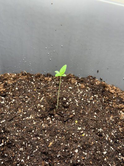 tropical cookies auto sativa alpha