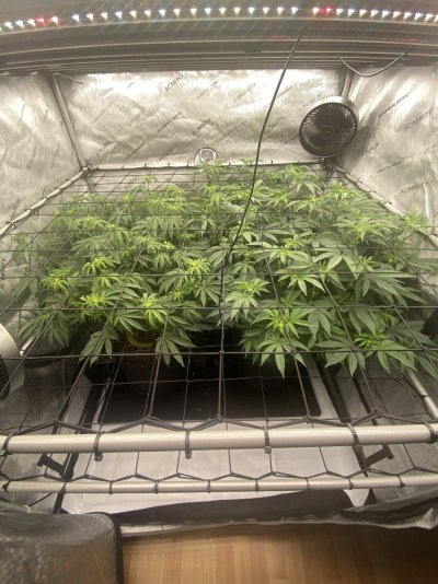 doobers grow tent, seedlings clones and flowers