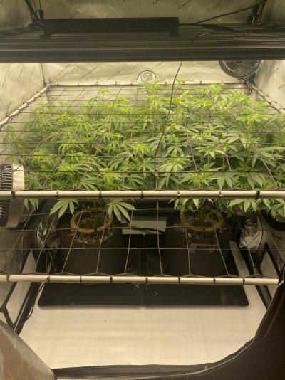 doobers grow tent, seedlings clones and flowers