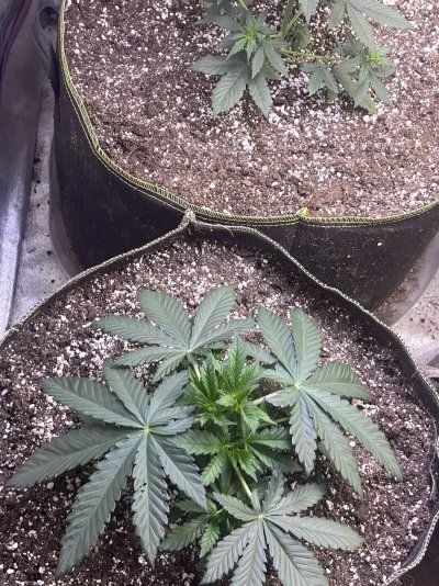 Phyto’s Phun with Photos