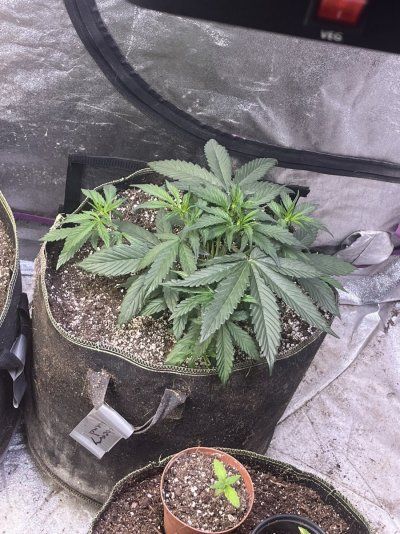 Phyto’s Phun with Photos