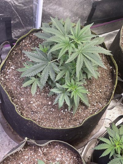 Phyto’s Phun with Photos