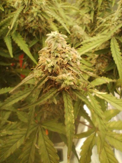 Should I start flushing green gelato auto?