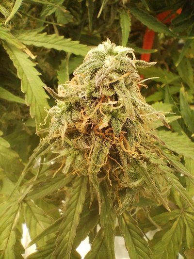 Should I start flushing green gelato auto?
