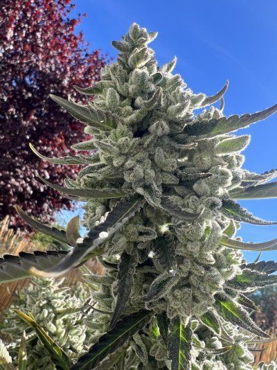 Let's See Your Frostiest Flowers