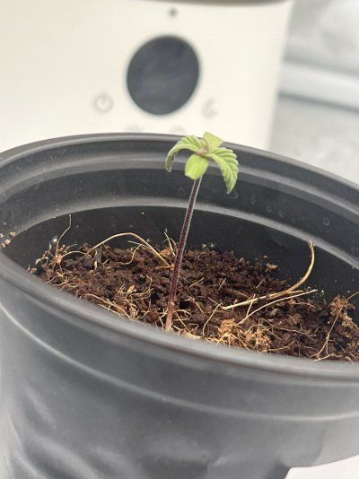 10days old