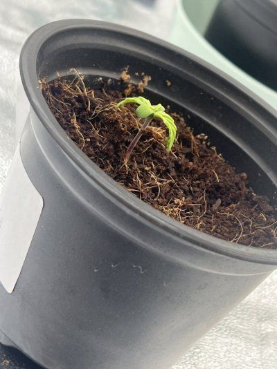 11 days old pls help im worried