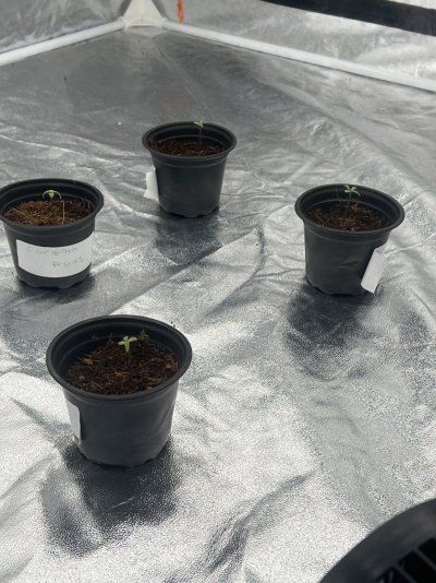 11 days old pls help im worried