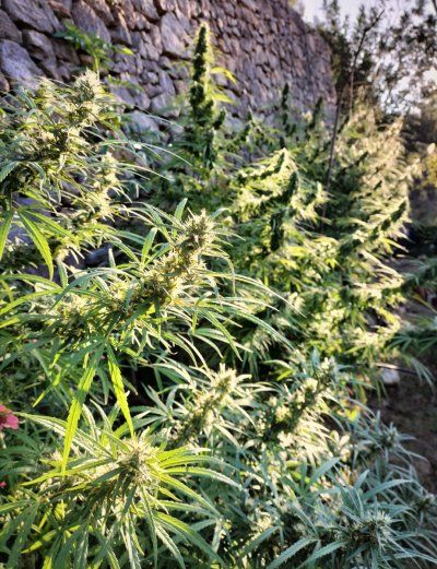 Buds & bugs outdoor pics collection