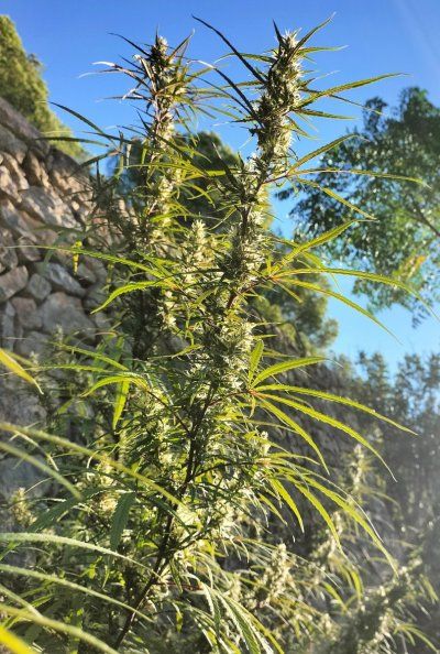 Buds & bugs outdoor pics collection