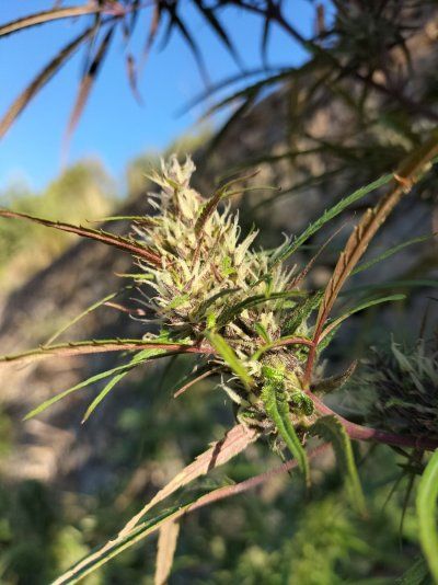 Buds & bugs outdoor pics collection