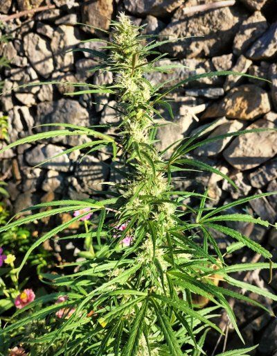 Buds & bugs outdoor pics collection