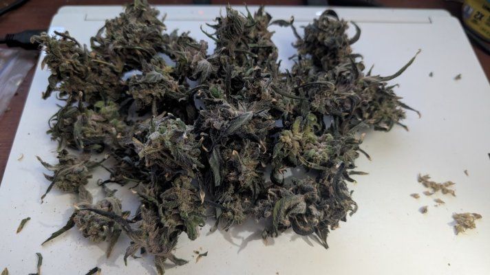 2x2 RDWC #4: Test with Bag Seed