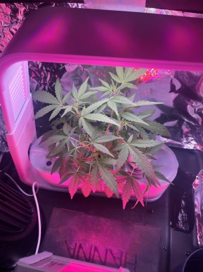 First grow ever. Aerogarden Sprout