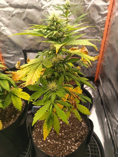 Yellowing leaves again!! Please help!