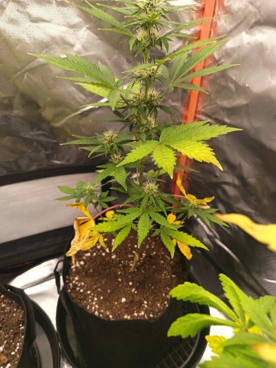 Yellowing leaves again!! Please help!