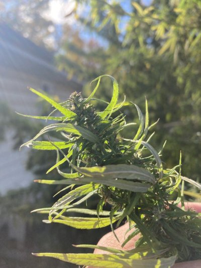Big Al’s 2025 season indoor/outdoor grow in misery