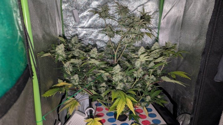 12-12 from seed community journal