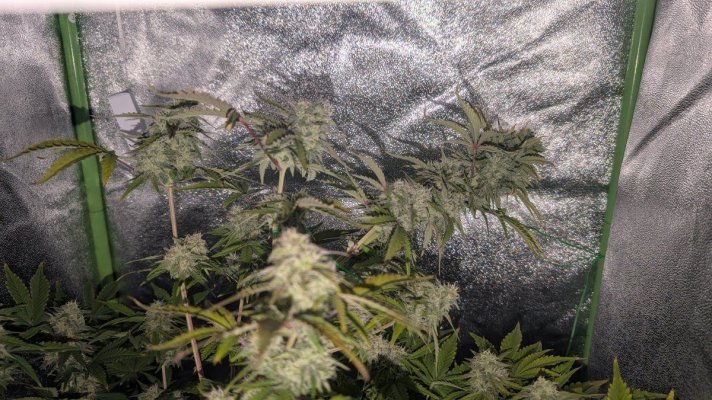 12-12 from seed community journal