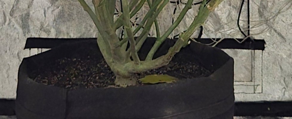 burying-the-stem-and-low-branches-hilling.jpg