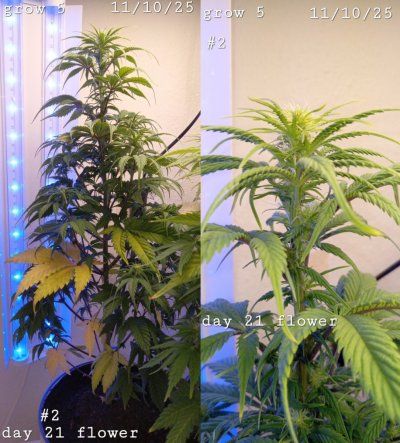 30 years since i was able to grow some weeds. i am now the proud parent of some beautiful girls....  :  )(  :