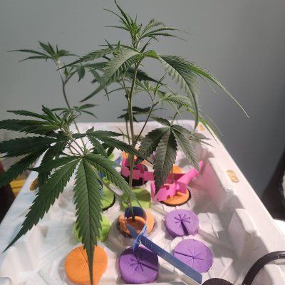 Tumble stumbles upon a Spider Farmer clip on fan.. Growing Blue Cheese, North Thunderfuck, Cali Blues, and Bruce Banner #2