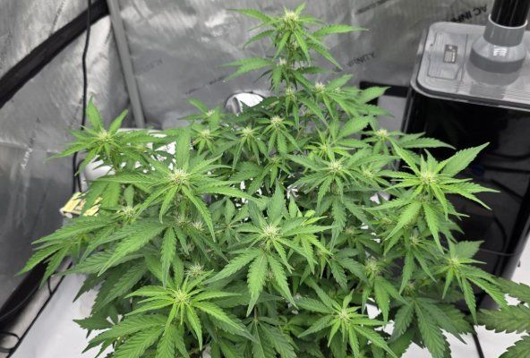 Perpetual, permanent, perennial grow diary... 🙃