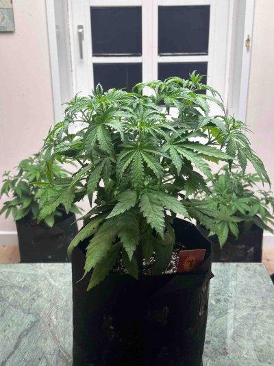 new-grower-checking-in-6.jpeg