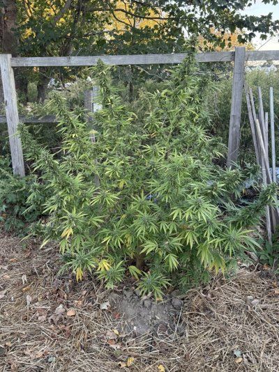 2025 outdoor grows! Let’s see em!