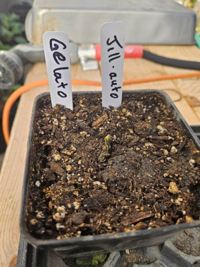 Grouchy's Grey Goose Greenhouse Grow !