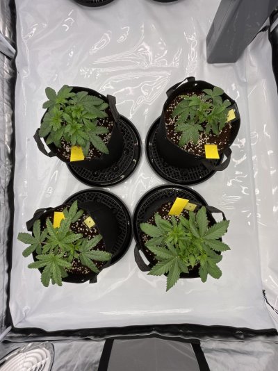 help-needed-identifying-issues-with-my-plants-5.jpg