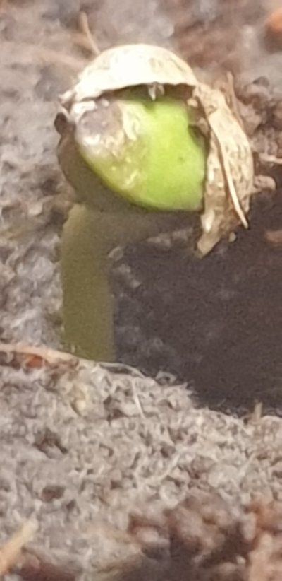 New Helloween seedling is thirsty. D
