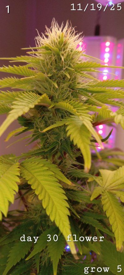30 years since i was able to grow some weeds. i am now the proud parent of some beautiful girls....  :  )(  :