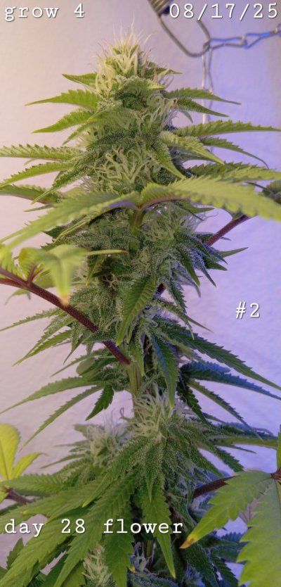 30 years since i was able to grow some weeds. i am now the proud parent of some beautiful girls....  :  )(  :
