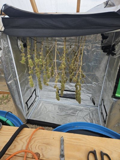 Grouchy's Grey Goose Greenhouse Grow !