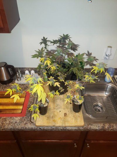 Aloha Limone Colorado Seed Company
