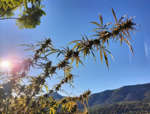 Buds & bugs outdoor pics collection