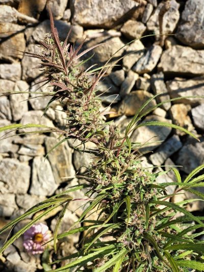 Buds & bugs outdoor pics collection
