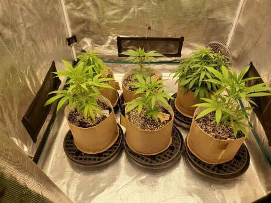 Rotation and positioning pots in grow tent