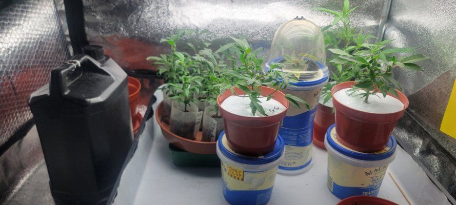 How many mothers to keep?