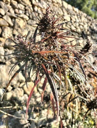 Buds & bugs outdoor pics collection